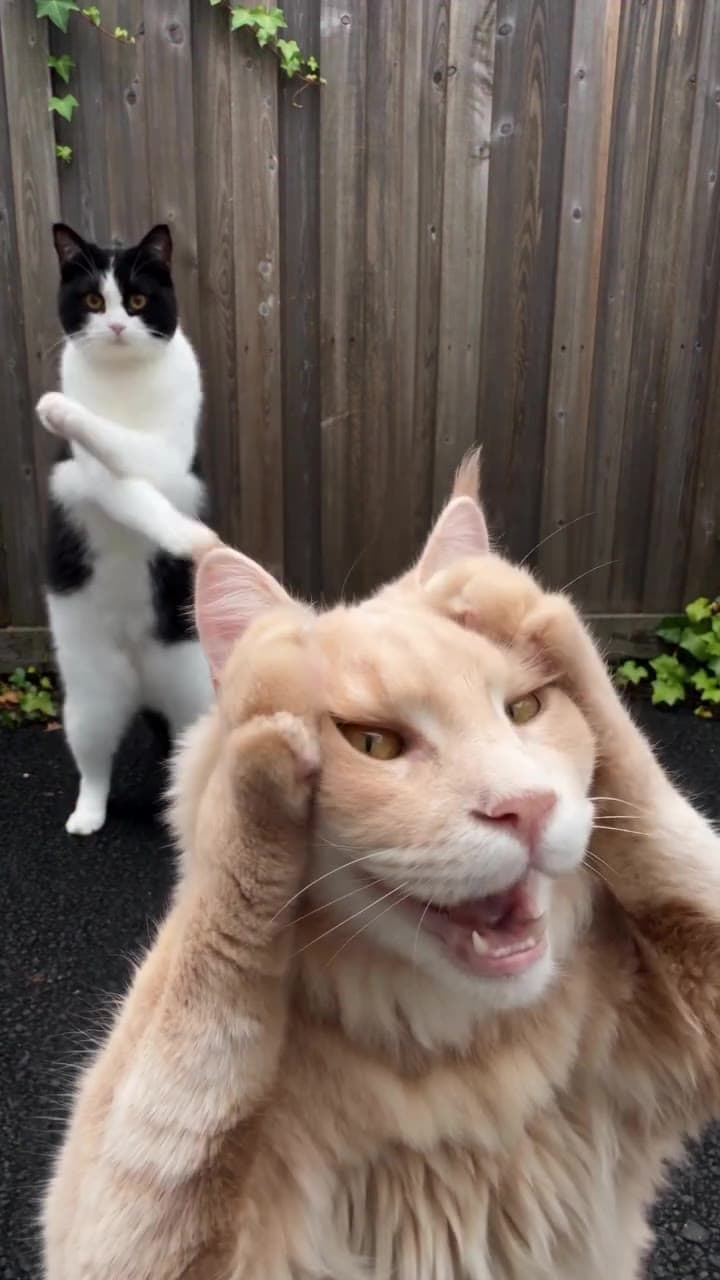 Smalltown Boy AI demonstration with two dancing cats